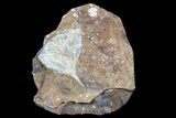 Fossil Ginkgo Leaf From North Dakota - Paleocene #80811-1